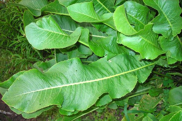 Horseradish leaves for treatment of osteochondrosis